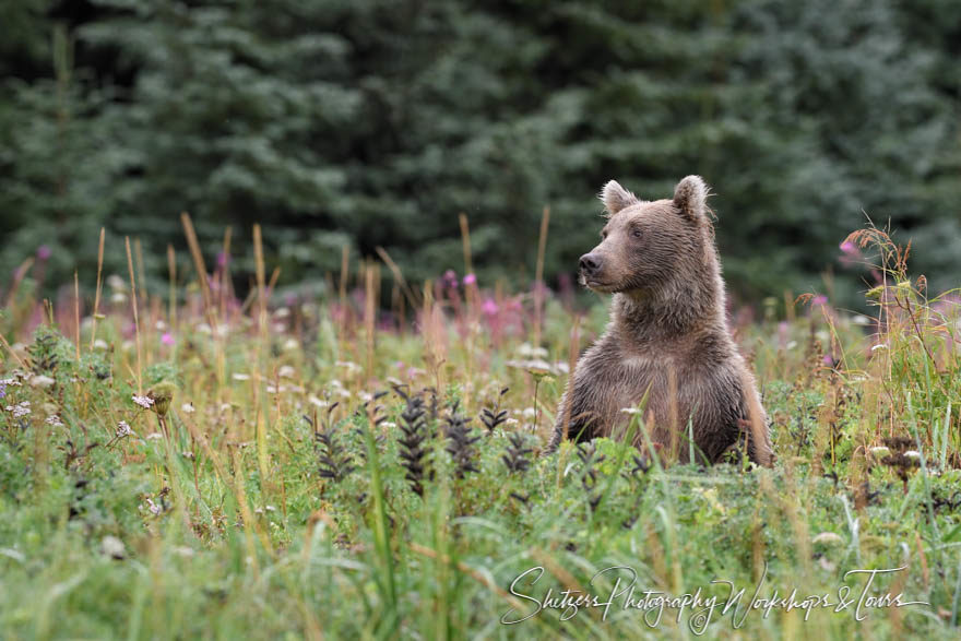 Brown bear stands in fireweek