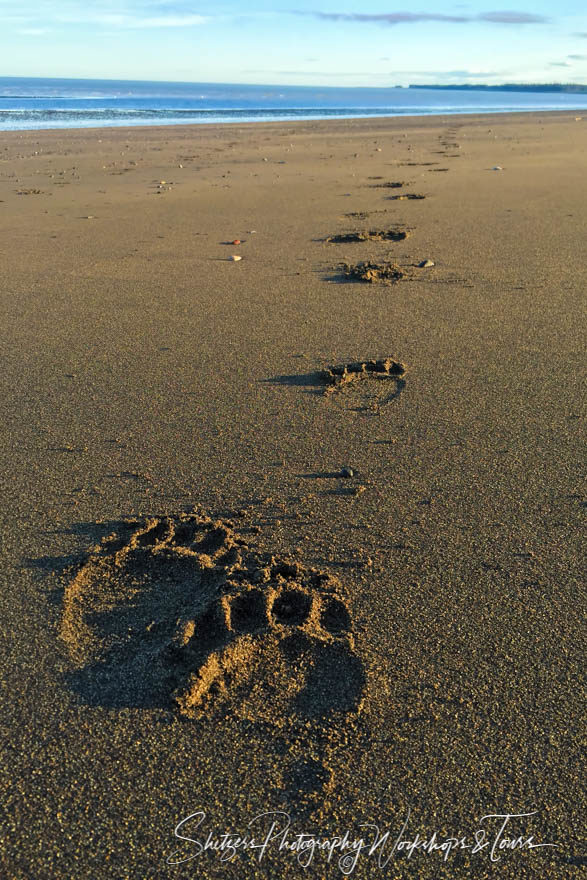 Brown bear tracks in the sand