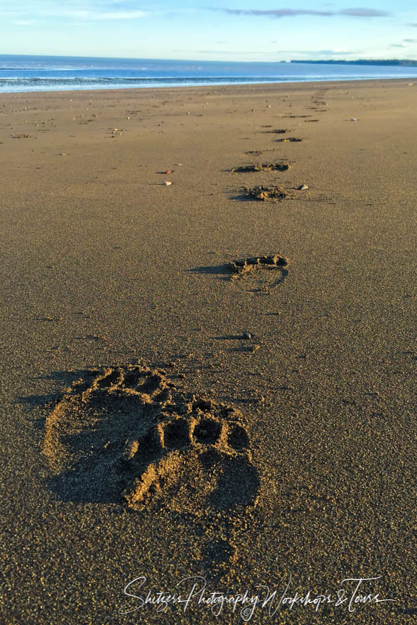 Brown bear tracks in the sand 20160802 205609