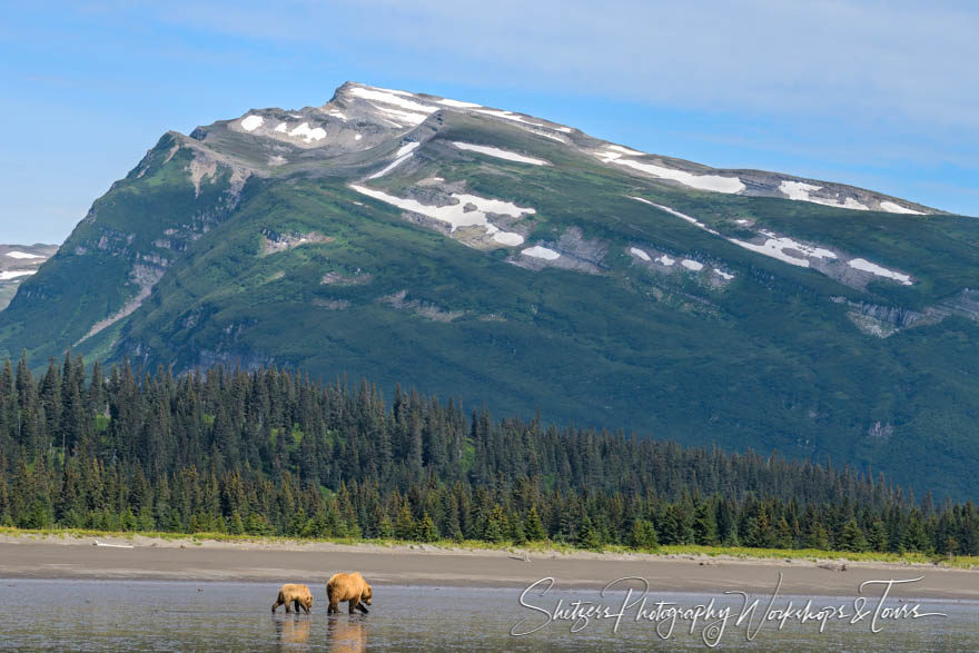 Brown bears in front of a mountain