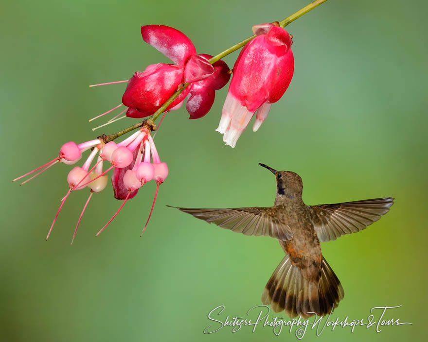 Brown violet-ear hummingbird in flight