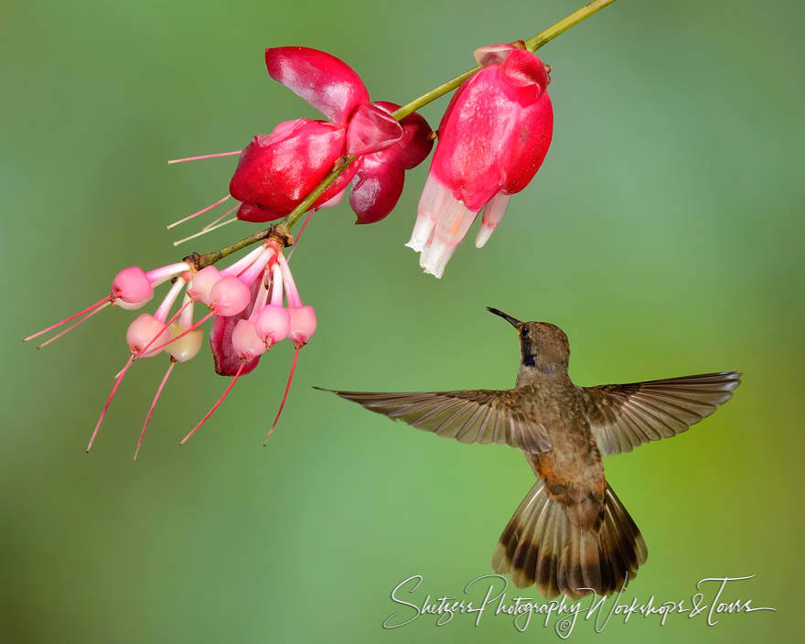 Brown violet ear hummingbird in flight 20150526 095420