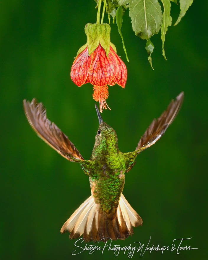 Buff-tailed Coronet Hummingbird