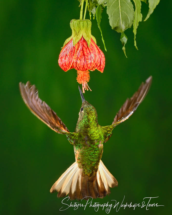 Buff tailed Coronet Hummingbird 20120611 131420