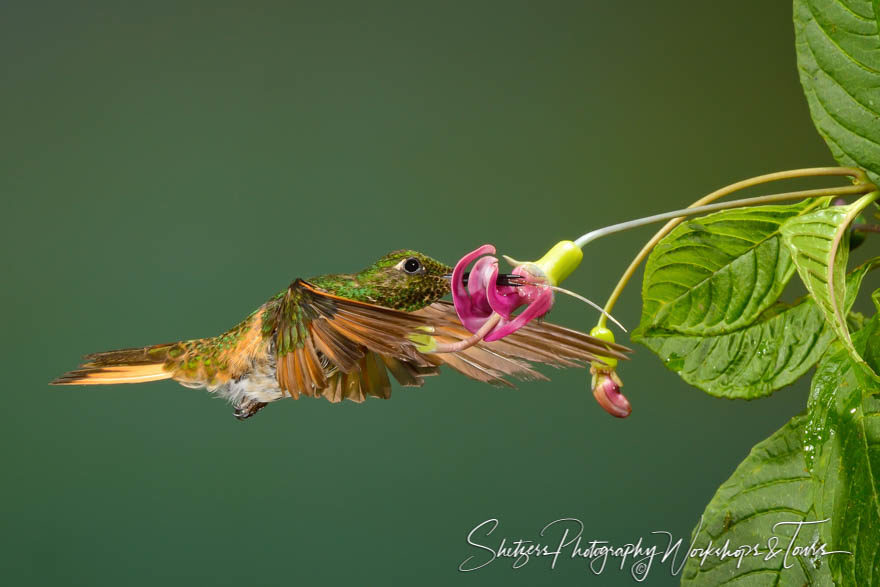 Buff-tailed Coronet Hummingbird Purple Flower