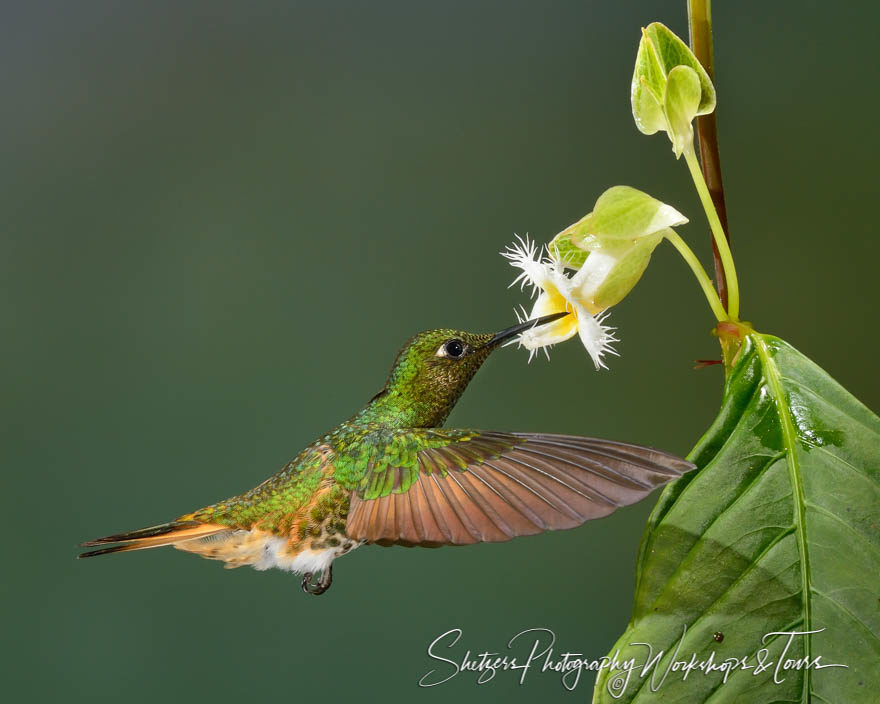 Buff-tailed Coronet Hummingbird White Flower