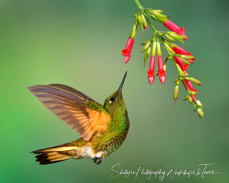 Buff-tailed Coronet Hummingbird close-up