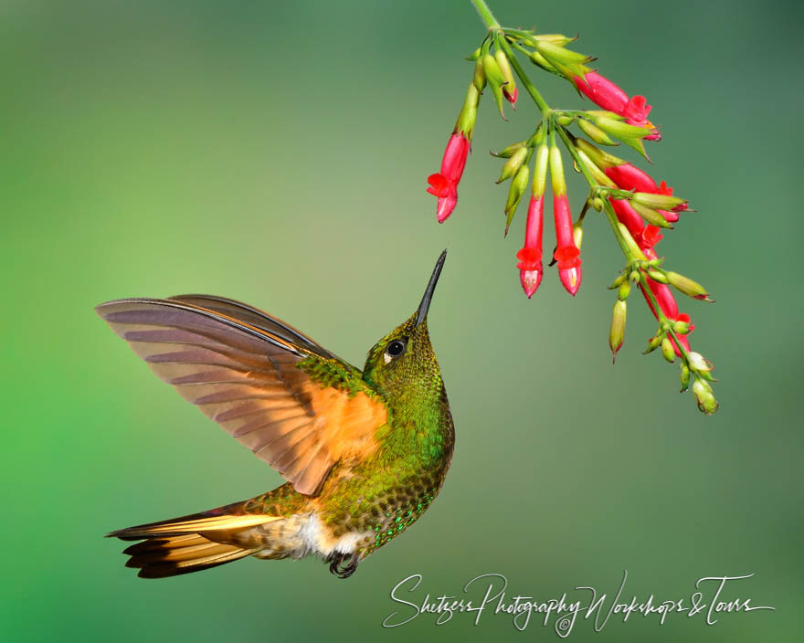 Buff tailed Coronet Hummingbird close up 20120601 155947