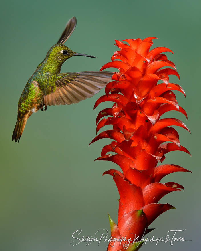 Buff-tailed Coronet Hummingbird examines flower