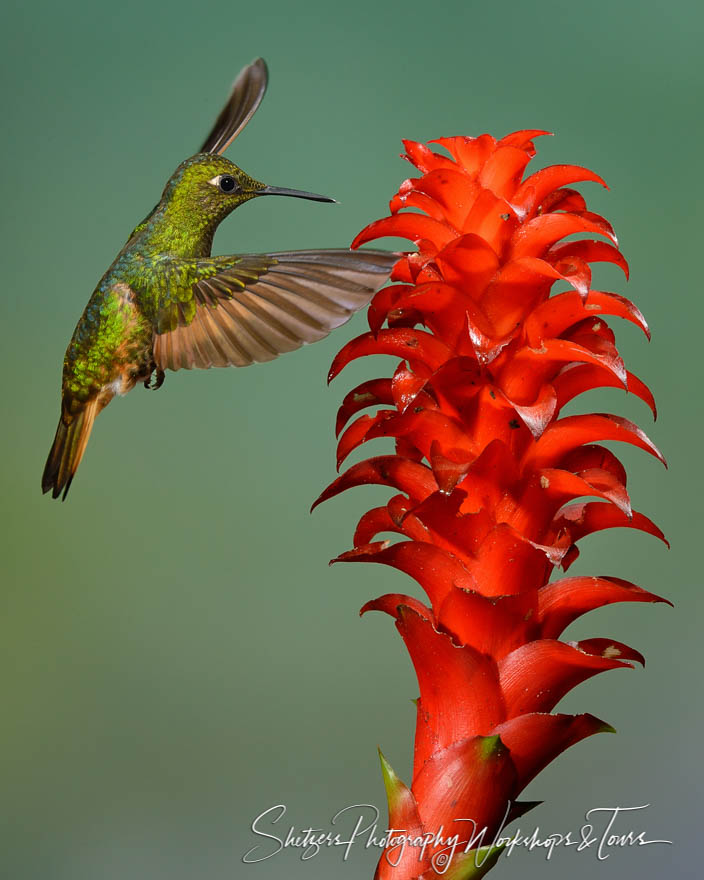 Buff tailed Coronet Hummingbird examines flower 20120604 163428