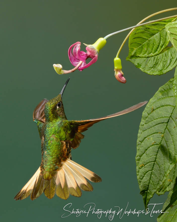 Buff-tailed Coronet Hummingbird feeding on a flower