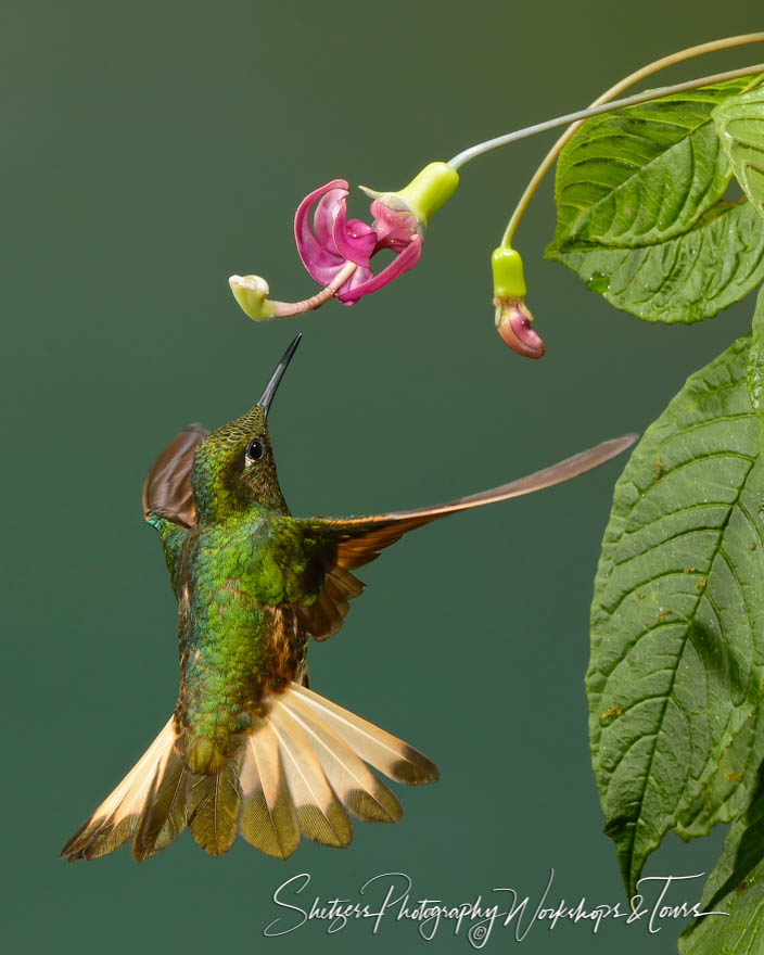 Buff tailed Coronet Hummingbird feeding on a flower 20120605 135238