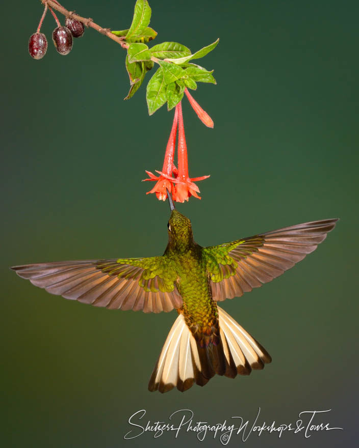 Buff-tailed Coronet Hummingbird feeding on pink flower