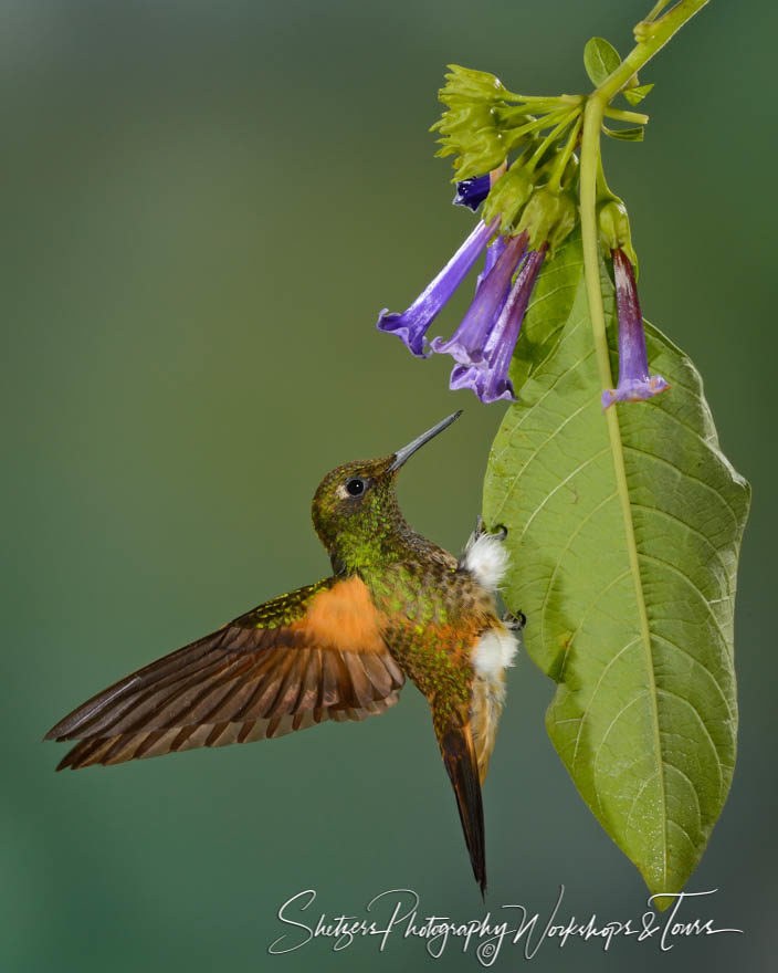 Buff-tailed Coronet Hummingbird holds on