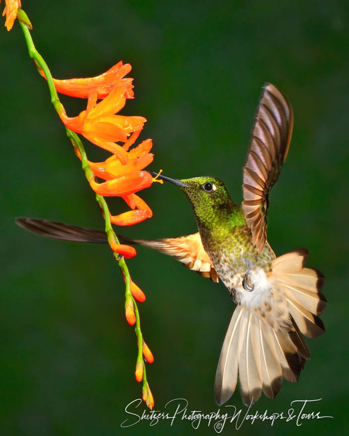 Buff-tailed Coronet Hummingbird in flight