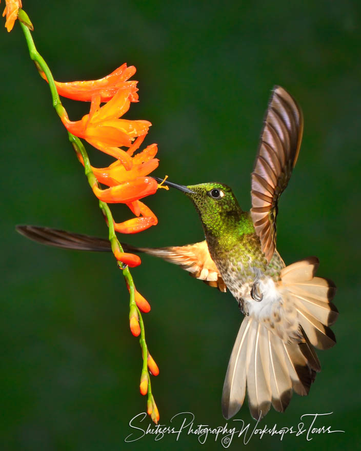 Buff tailed Coronet Hummingbird in flight 20120610 084451