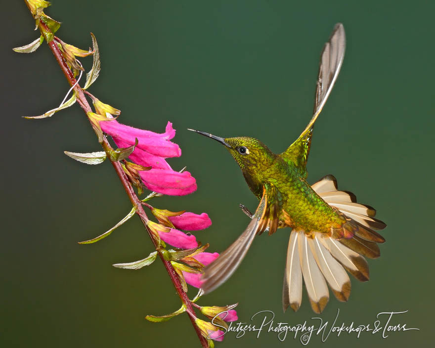 Buff-tailed Coronet Hummingbird inflight with purple flowers