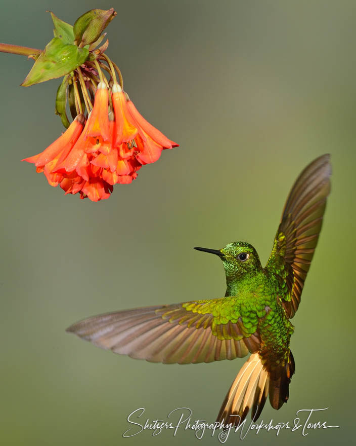 Buff-tailed Coronet Hummingbird poses