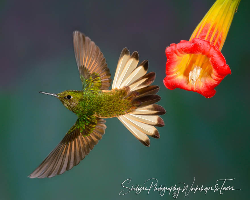 Buff-tailed Coronet Hummingbird with tail flared