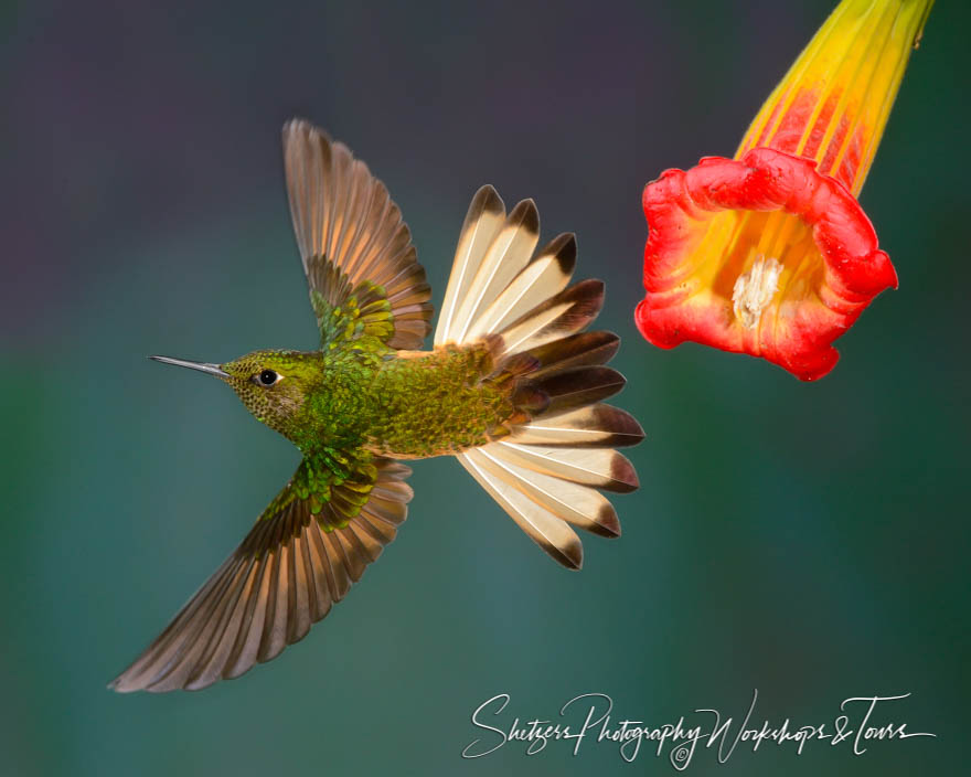 Buff tailed Coronet Hummingbird with tail flared 20120611 100834