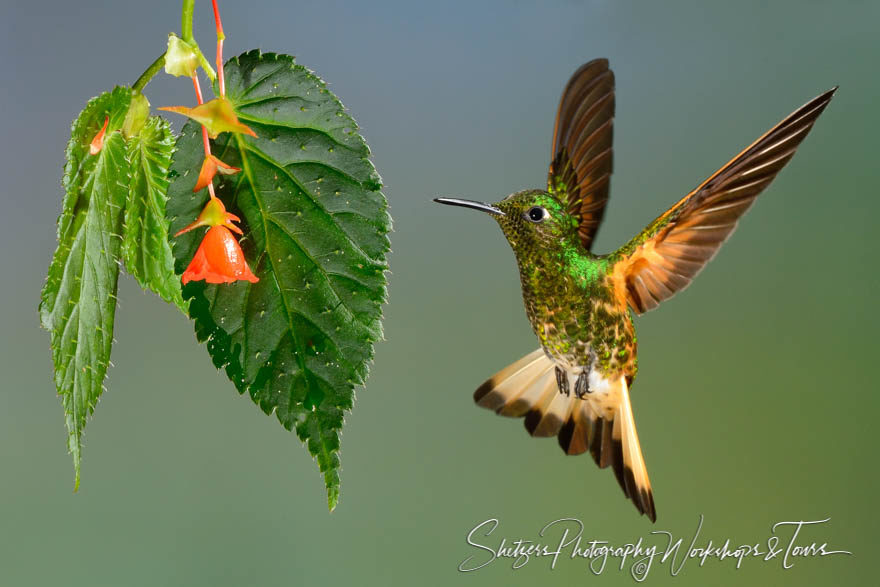 Buff-tailed Coronet Hummingbirds