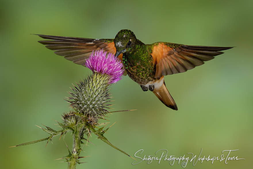 Buff-tailed coronet hummingbird