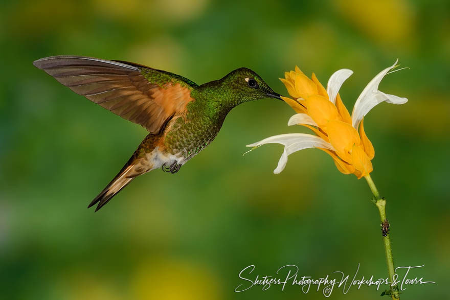 Buff-tailed coronet hummingbird feeds from a yellow flower