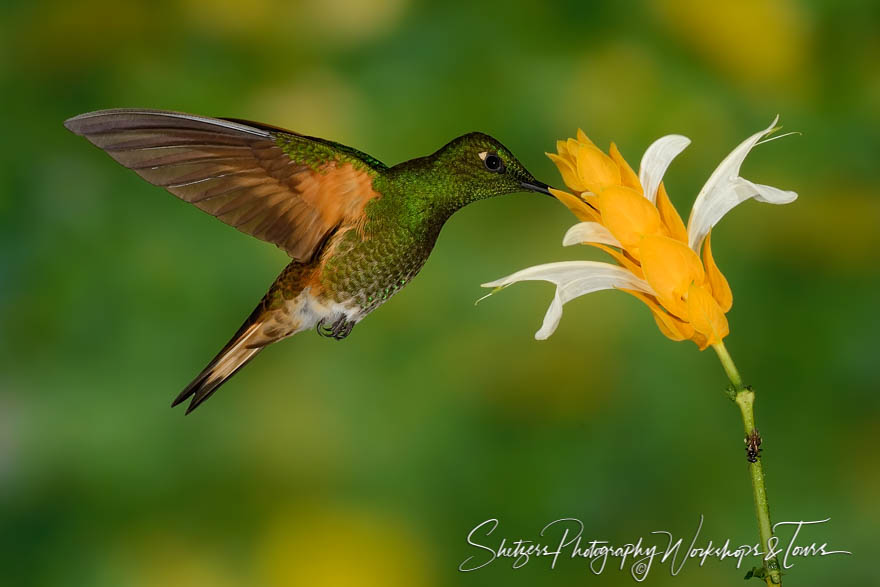 Buff tailed coronet hummingbird feeds from a yellow flower 20150524 151656