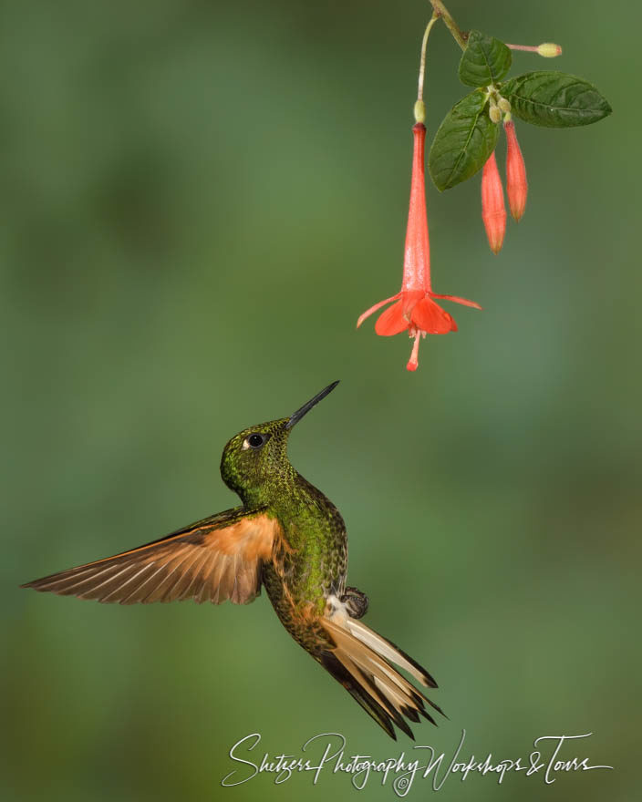 Buff-tailed coronet hummingbird flies backwards.
