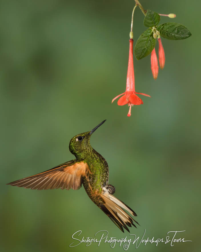 Buff tailed coronet hummingbird flies backwards. 20160531 130607