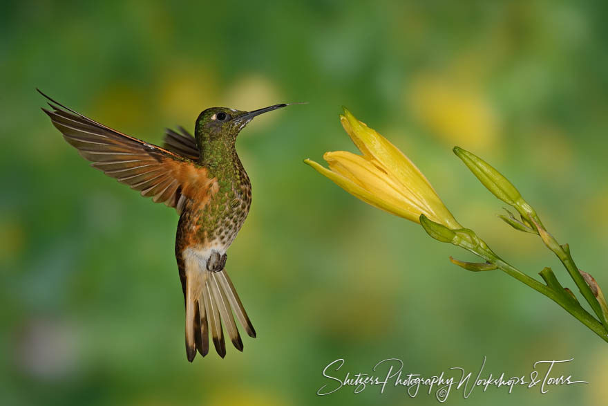 Buff-tailed coronet hummingbird found in Columbia Ecuador and Pe