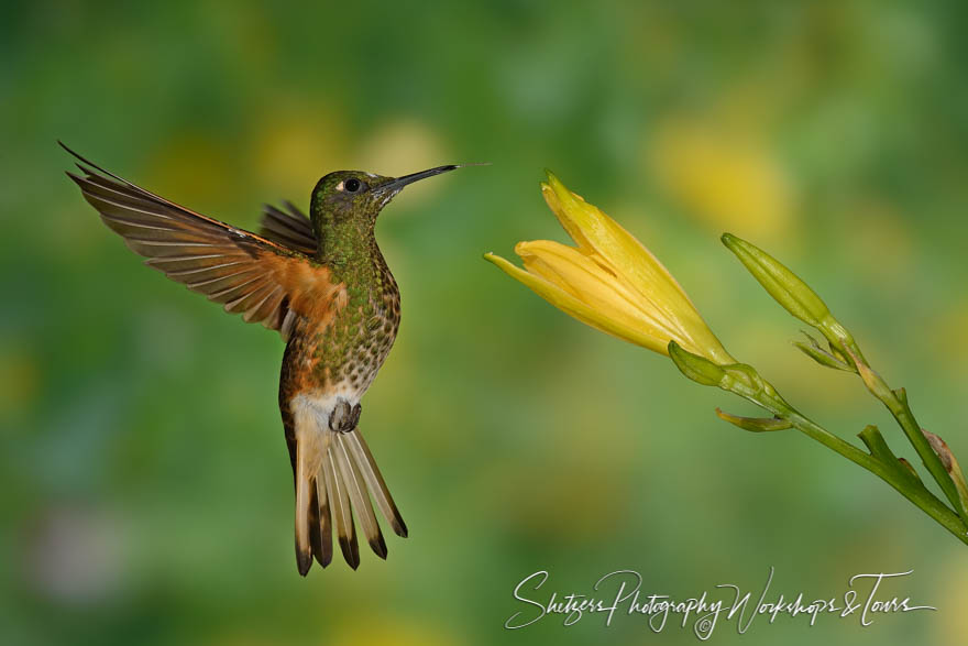 Buff tailed coronet hummingbird found in Columbia Ecuador and Peru 20150529 144152