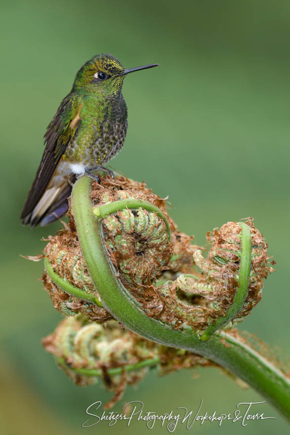 Buff-tailed coronet hummingbird in Ecuador