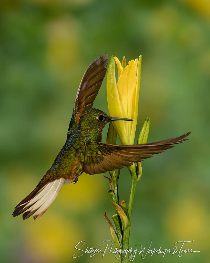 Buff-tailed coronet hummingbird in flight