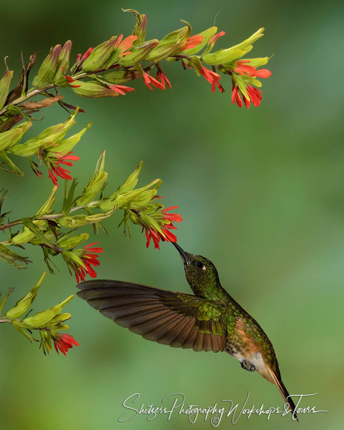 Buff-tailed coronet hummingbird in flight feeding