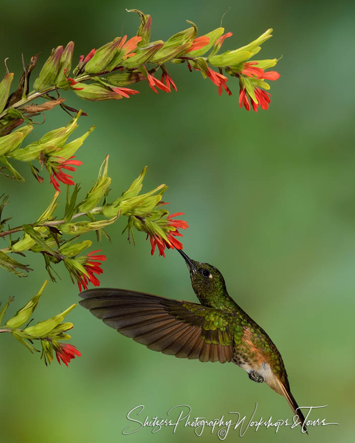 Buff tailed coronet hummingbird in flight feeding 20150530 093215