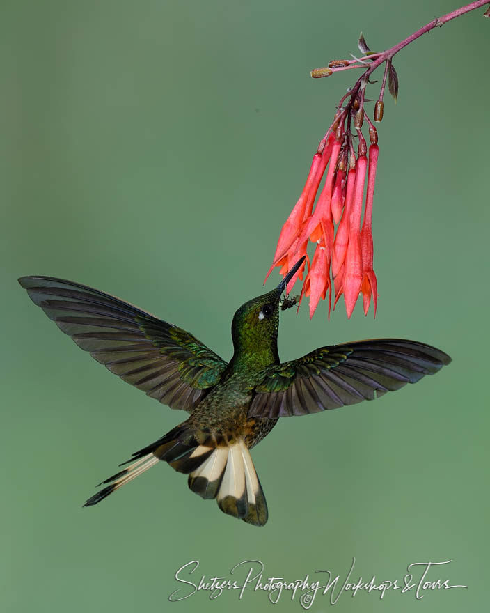 Buff-tailed coronet hummingbird in flight with pink flower
