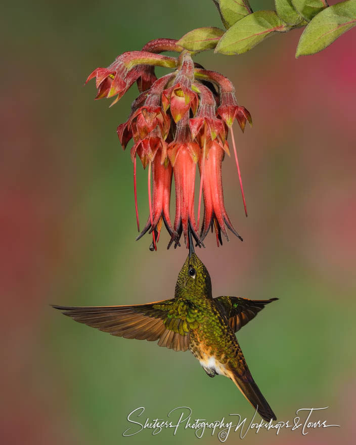 Buff-tailed coronet hummingbird in flight with red flower
