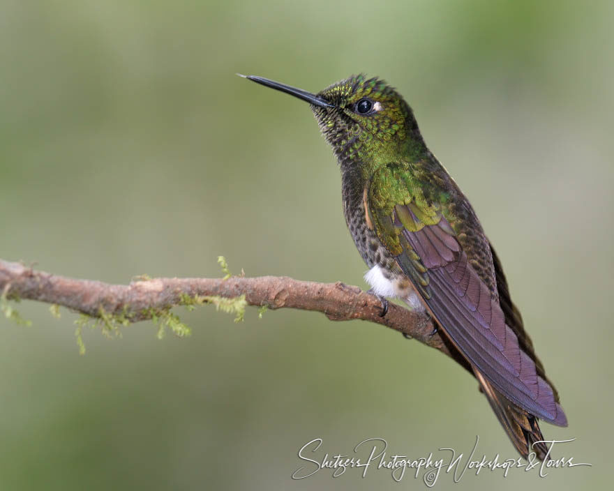 Buff-tailed coronet hummingbird on a perch