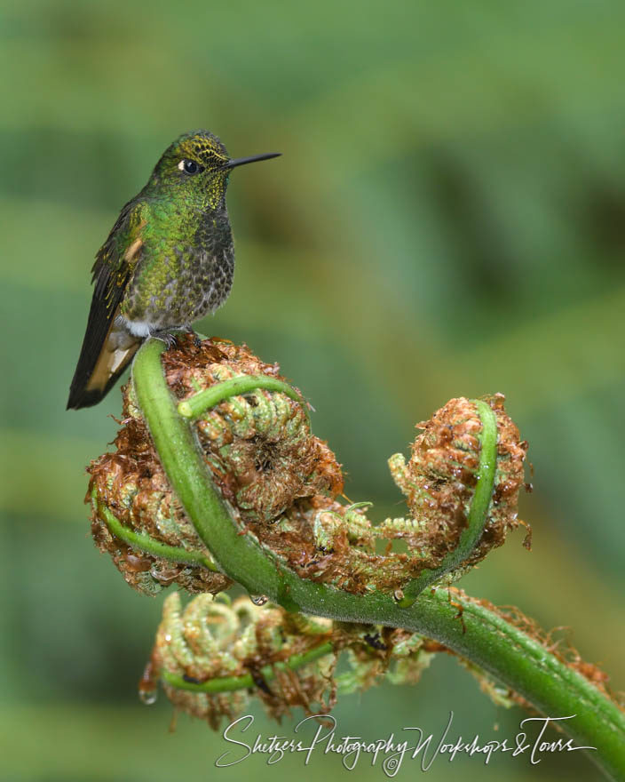 Buff-tailed coronet hummingbird perched