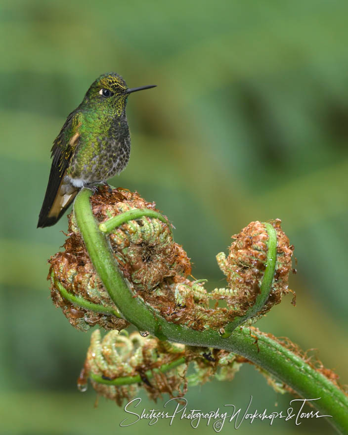 Buff tailed coronet hummingbird perched 20160524 151046