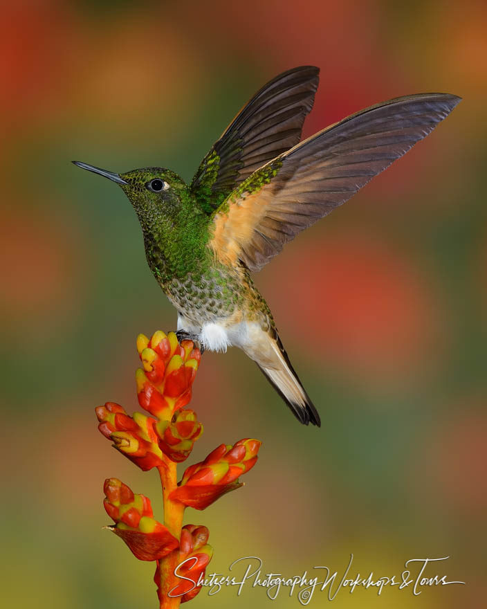 Buff-tailed coronet hummingbird sits on red and yellow flower.