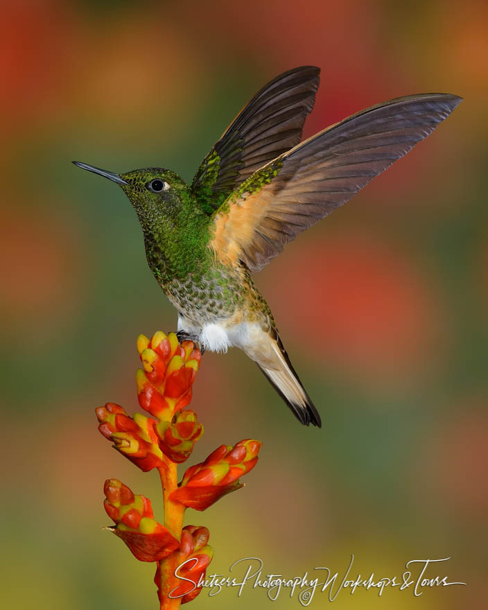 Buff tailed coronet hummingbird sits on red and yellow flower. 20150528 130045