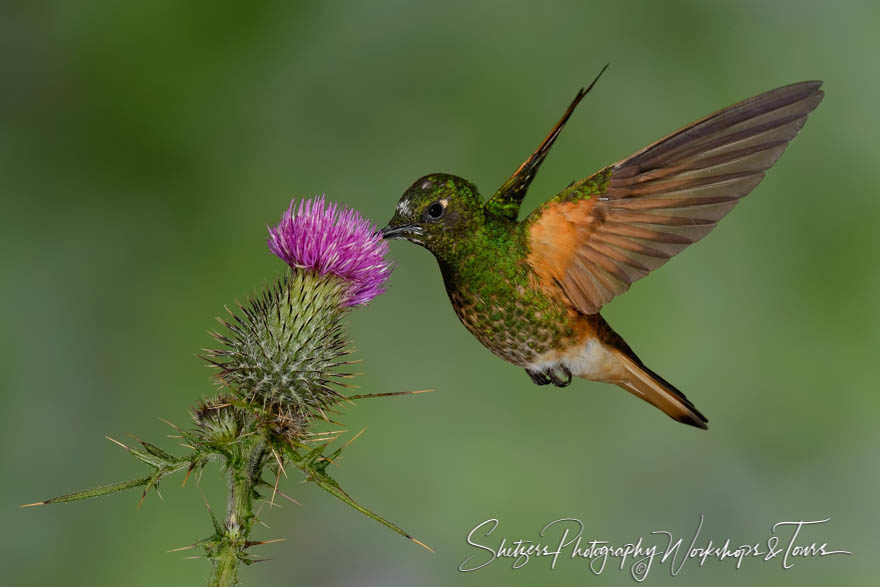 Buff-tailed coronet hummingbird with purple flower