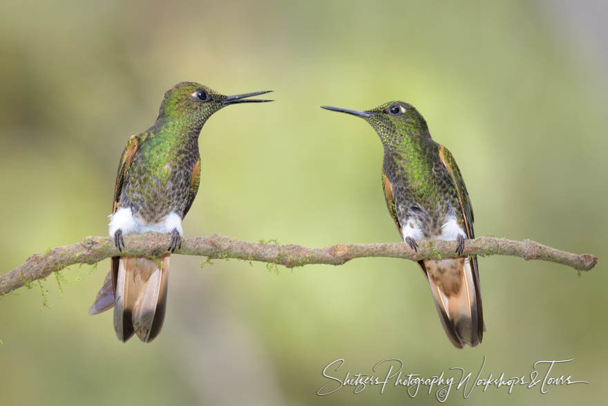 Buff-tailed coronet hummingbirds argue