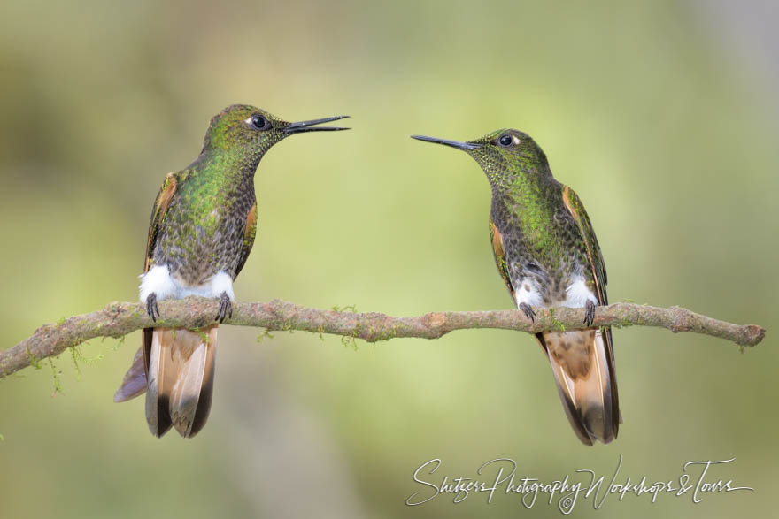 Buff tailed coronet hummingbirds argue 20160516 131448