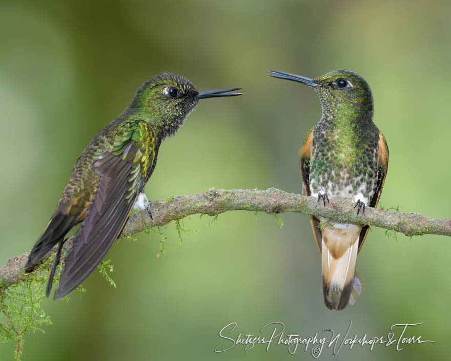 Buff-tailed coronet hummingbirds fight