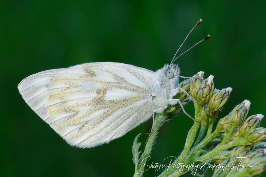 Butterfly of Yellowstone