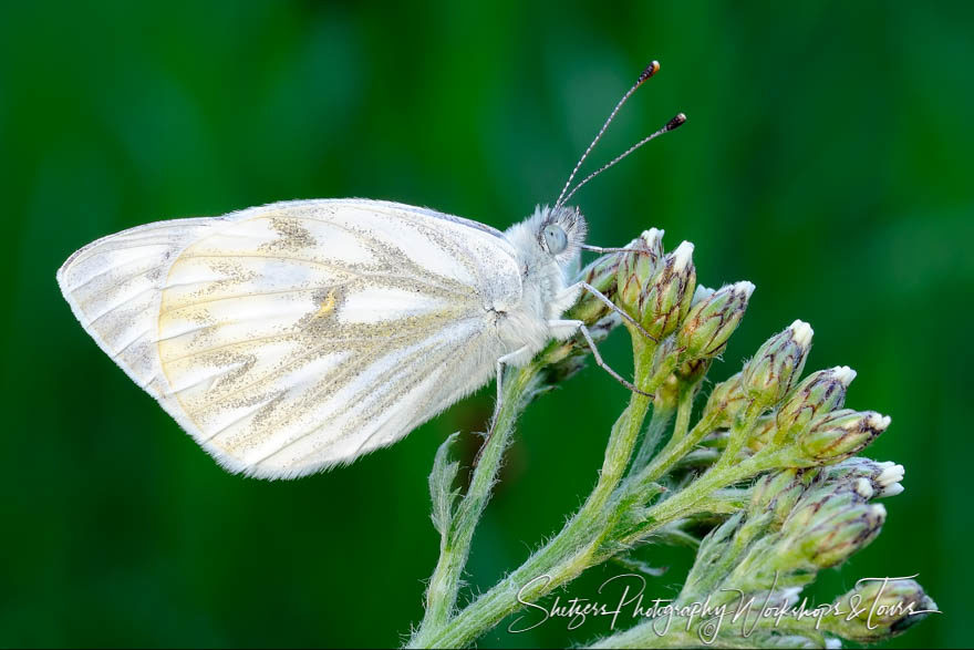 Butterfy on Flower