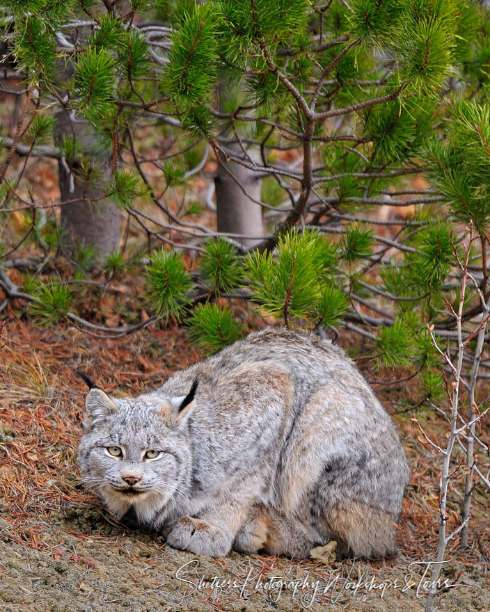 Canada Lynx in Alaska